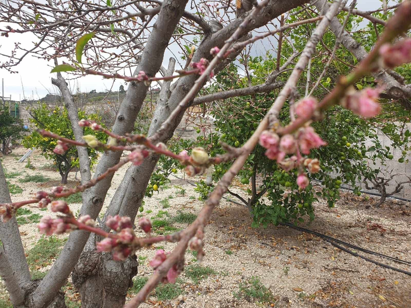 Finca/Maison de Campagne à vendre à Guia de Isora avec garage - 218 000 € (Ref: 8945545)