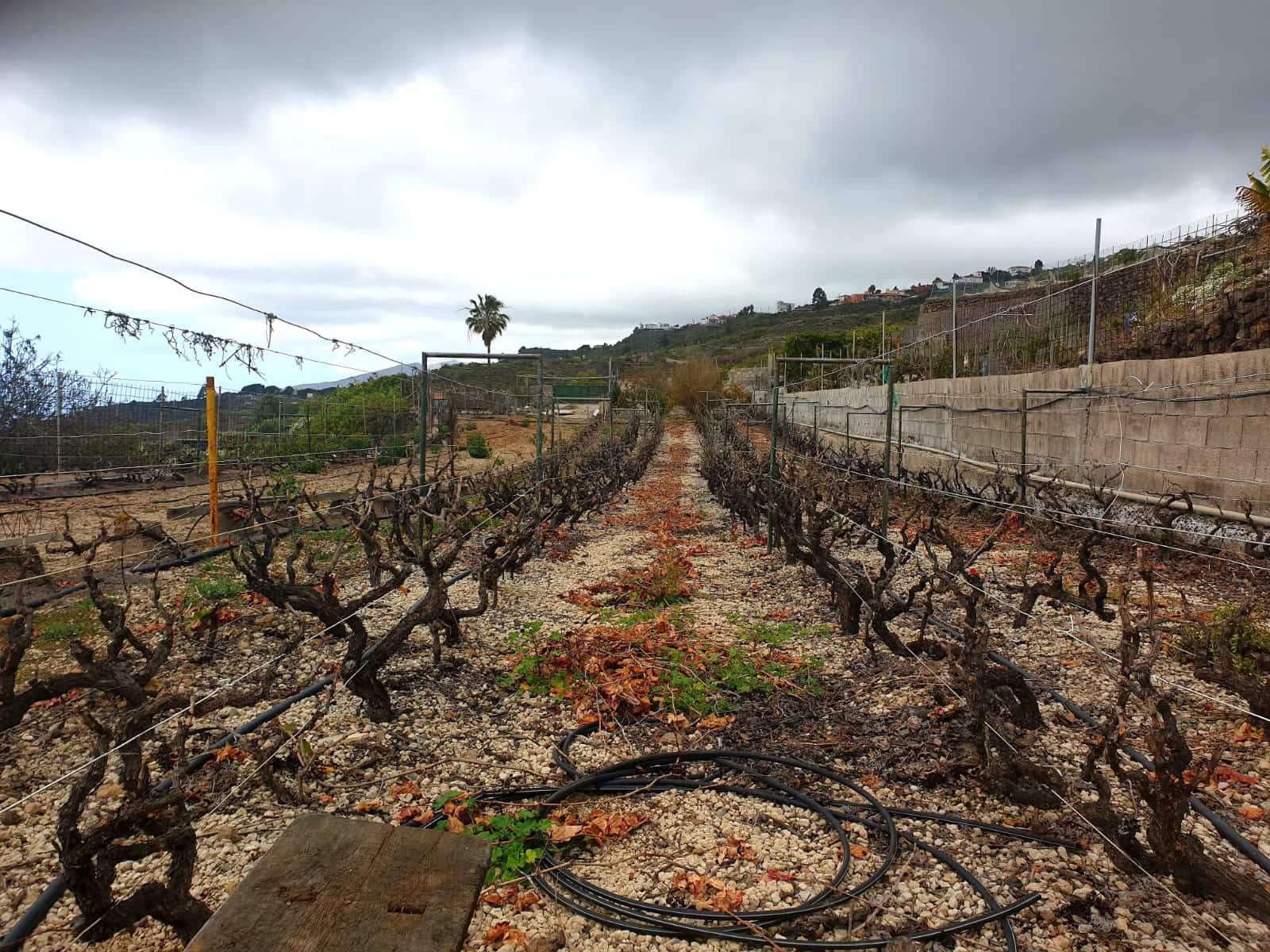 Finca/Maison de Campagne à vendre à Guia de Isora avec garage - 218 000 € (Ref: 8945545)