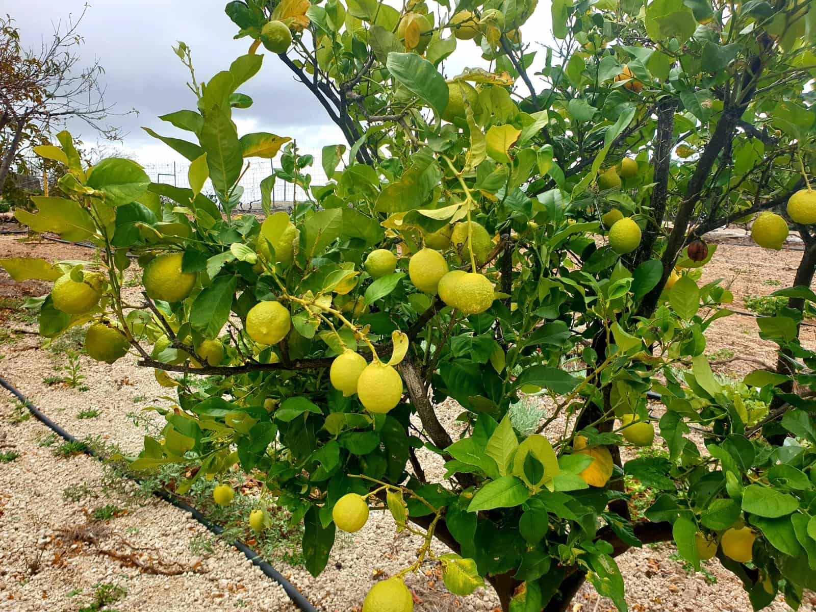 Finca/Maison de Campagne à vendre à Guia de Isora avec garage - 218 000 € (Ref: 8945545)