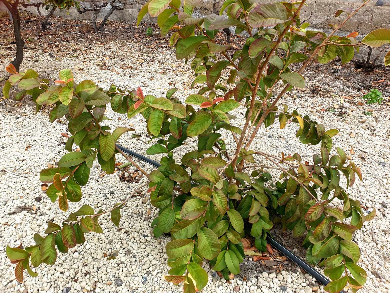 Finca/Maison de Campagne à vendre à Guia de Isora avec garage - 218 000 € (Ref: 8945545)