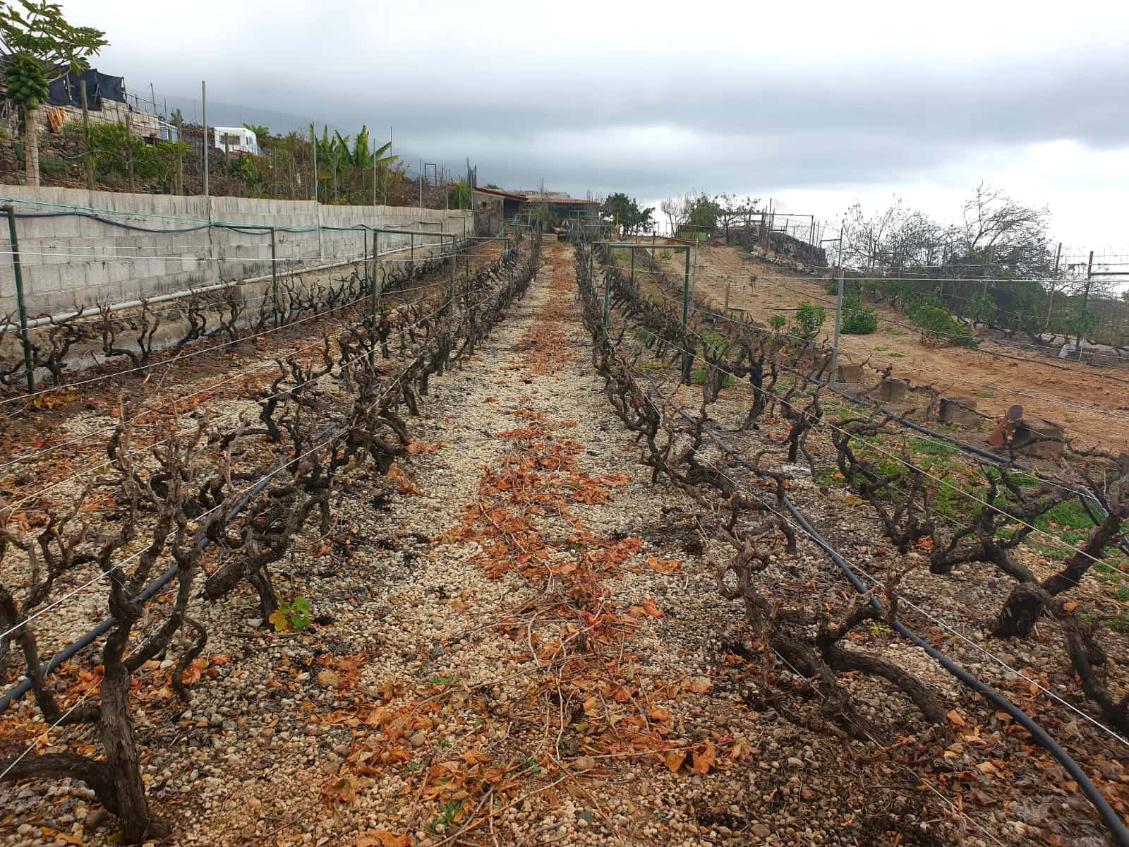 Finca/Maison de Campagne à vendre à Guia de Isora avec garage - 218 000 € (Ref: 8945545)