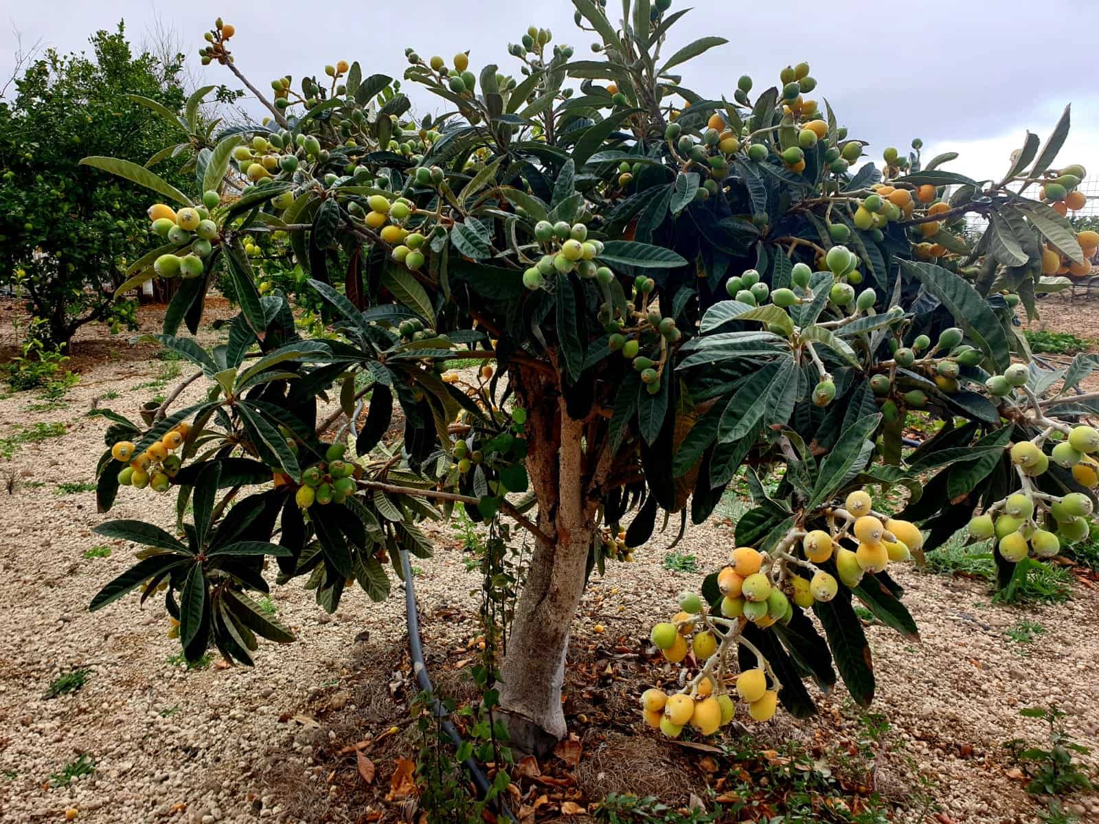 Finca/Maison de Campagne à vendre à Guia de Isora avec garage - 218 000 € (Ref: 8945545)