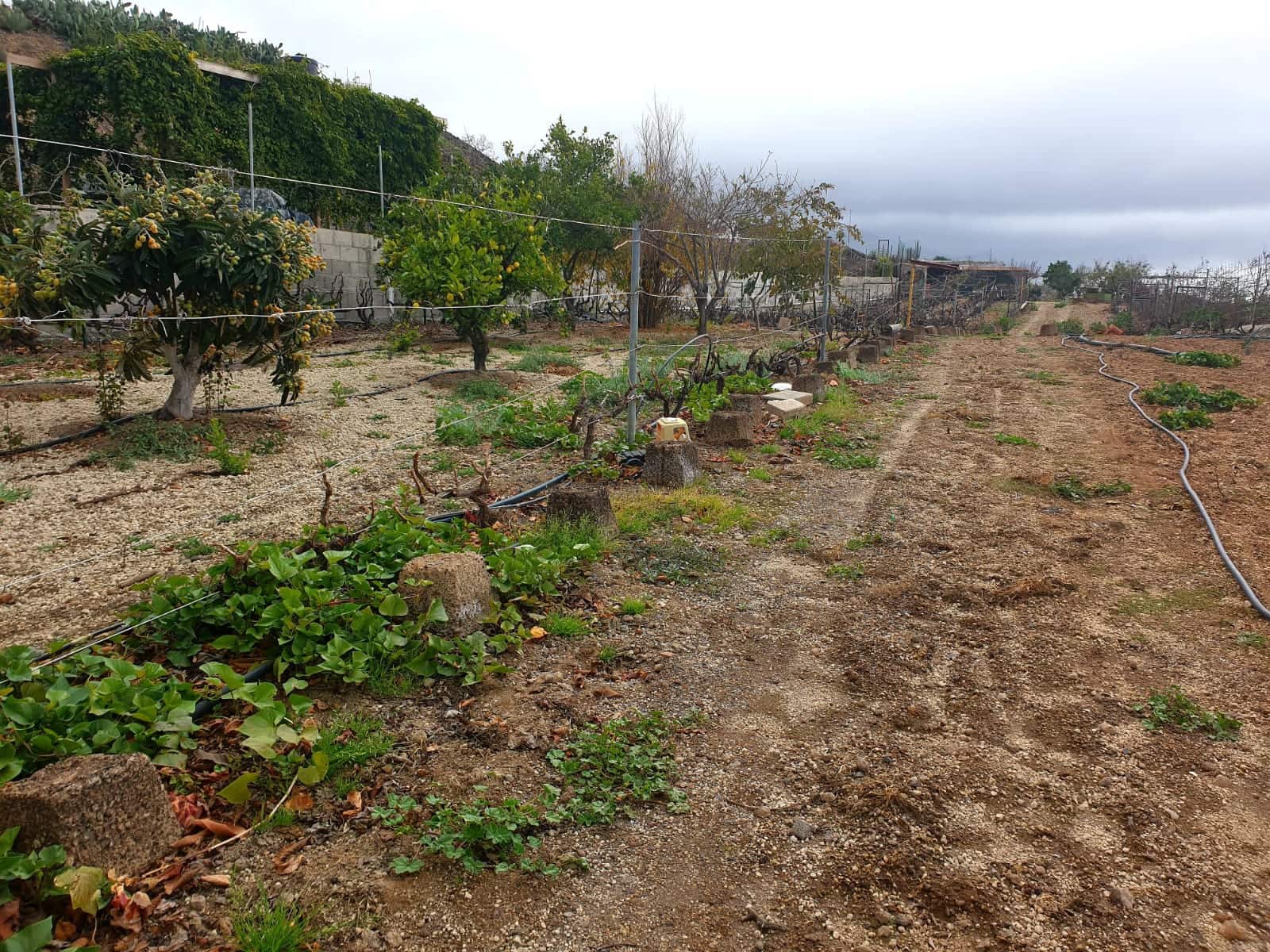 Finca/Maison de Campagne à vendre à Guia de Isora avec garage - 218 000 € (Ref: 8945545)