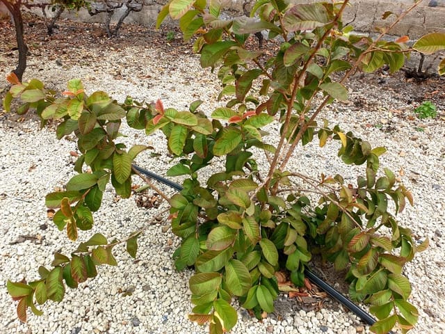 Finca/Landehus til salg i Guía de Isora med garage - € 218.000 (Ref: 8945545)