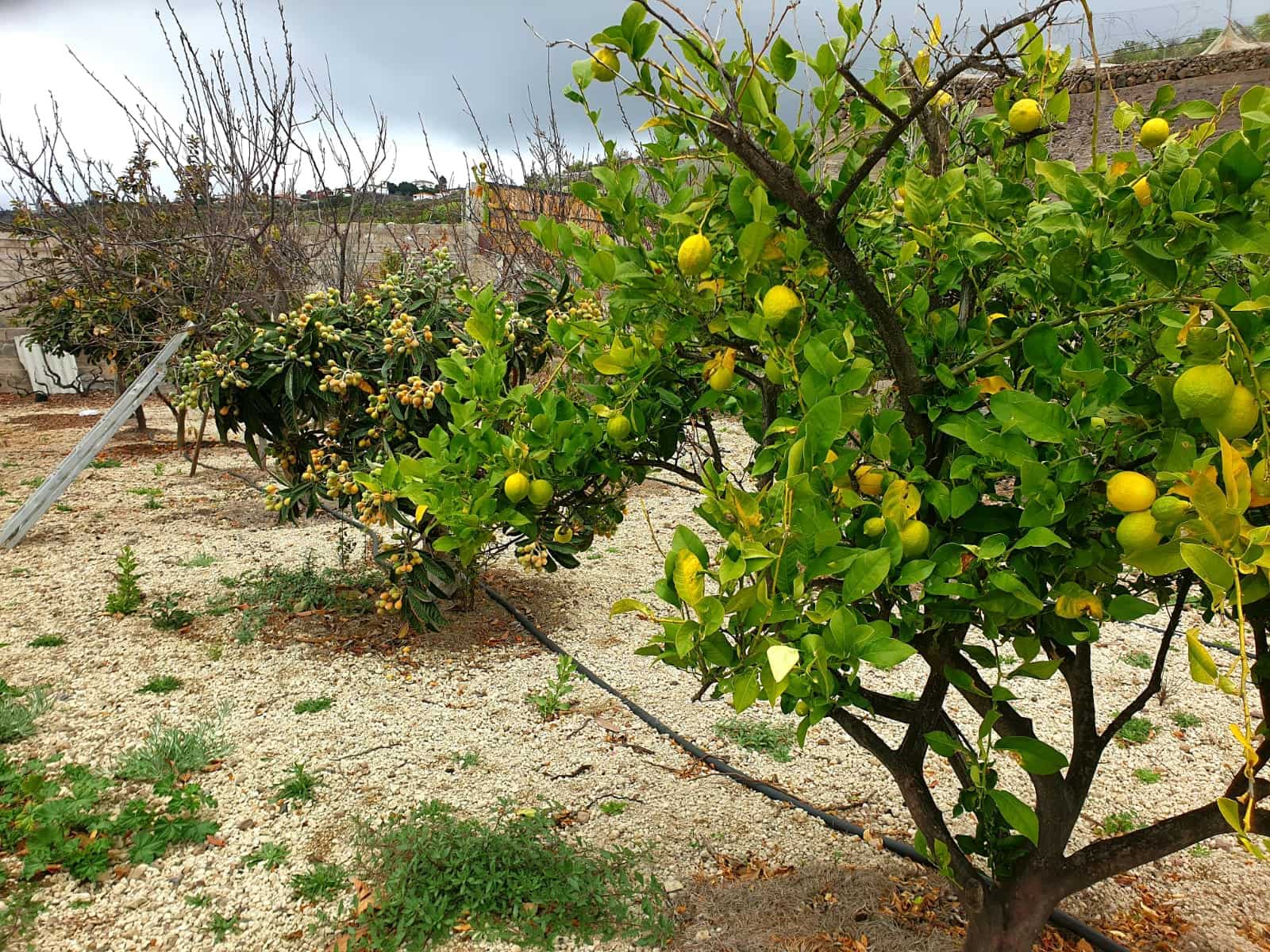 Finca/Maison de Campagne à vendre à Guia de Isora avec garage - 218 000 € (Ref: 8945545)