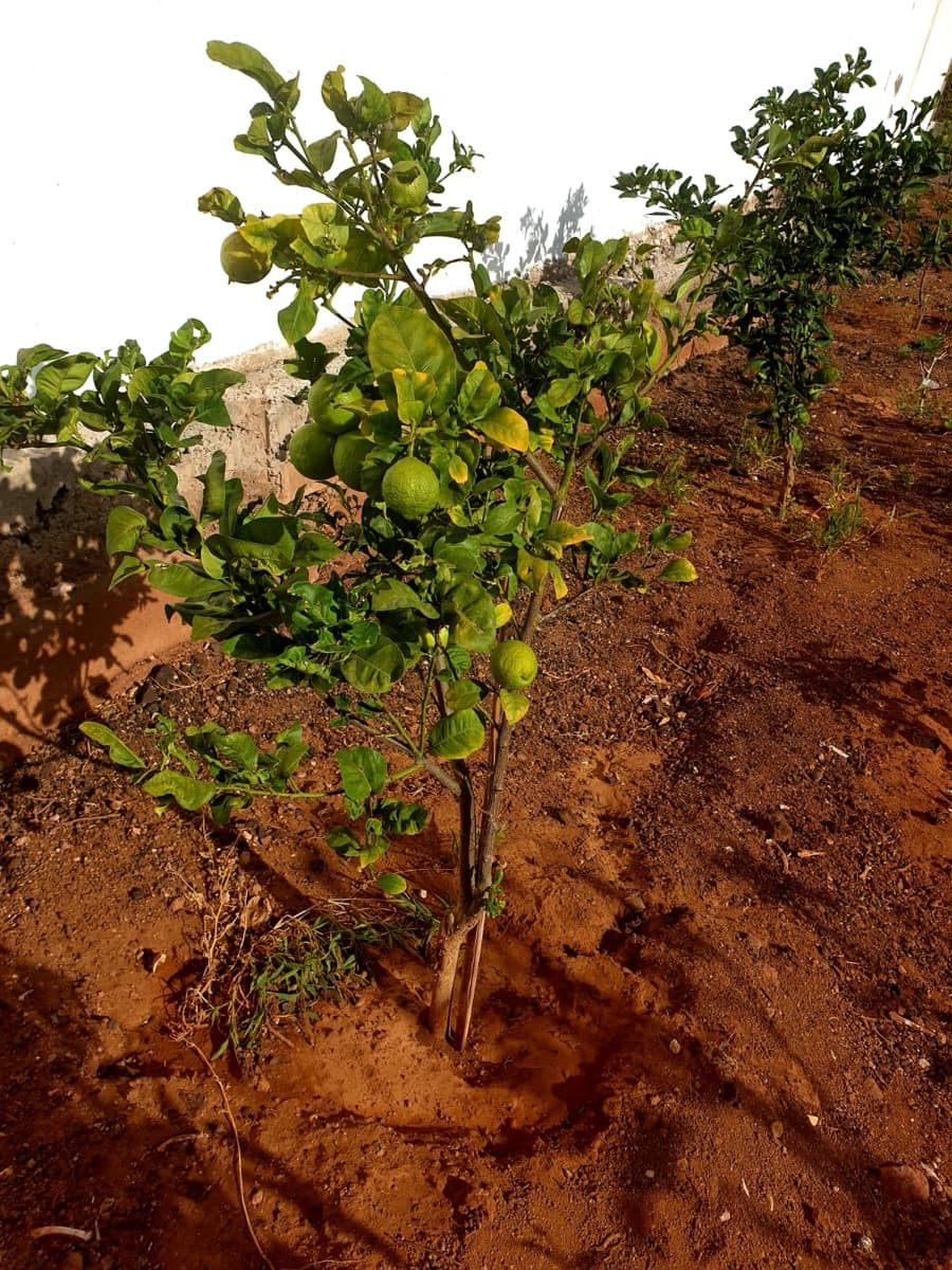 3 soveværelse Lejlighed til salg i Los Cristianos med swimmingpool garage - € 549.000 (Ref: 8952380)