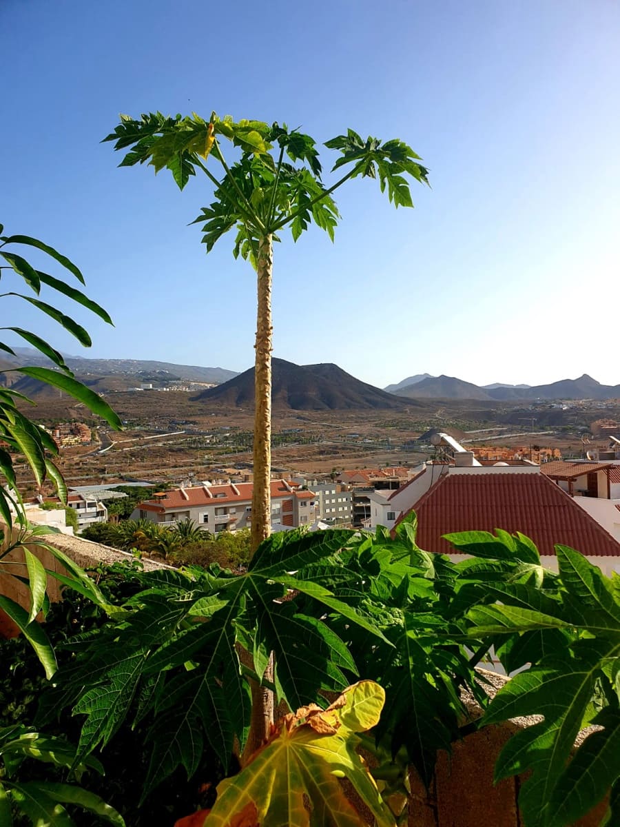 3 soveværelse Lejlighed til salg i Los Cristianos med swimmingpool garage - € 549.000 (Ref: 8952380)