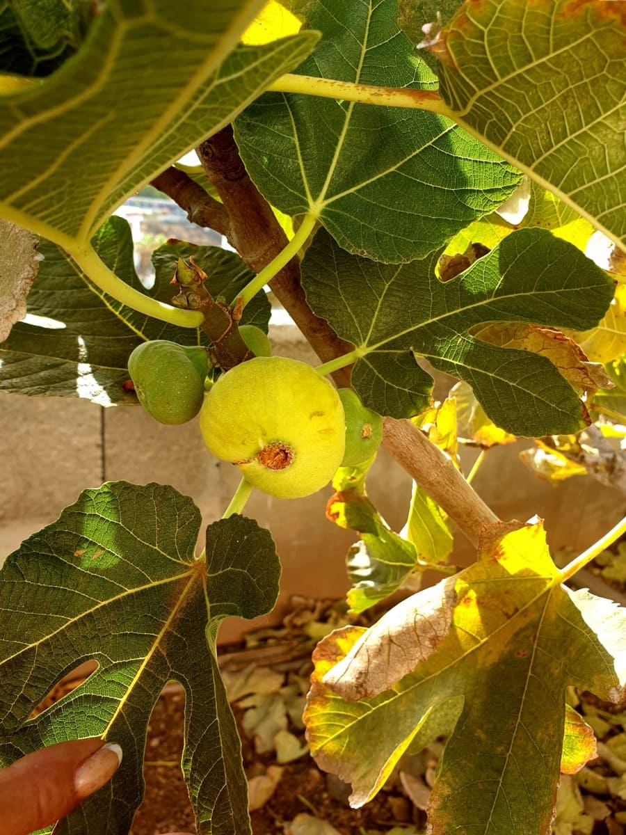 3 soveværelse Lejlighed til salg i Los Cristianos med swimmingpool garage - € 549.000 (Ref: 8952380)