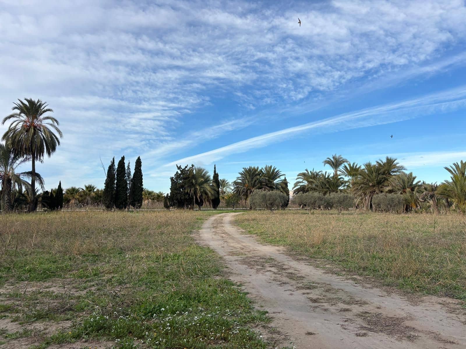 1 slaapkamer Finca/Landhuis te koop in Elche / Elx - € 126.000 (Ref: 9555235)