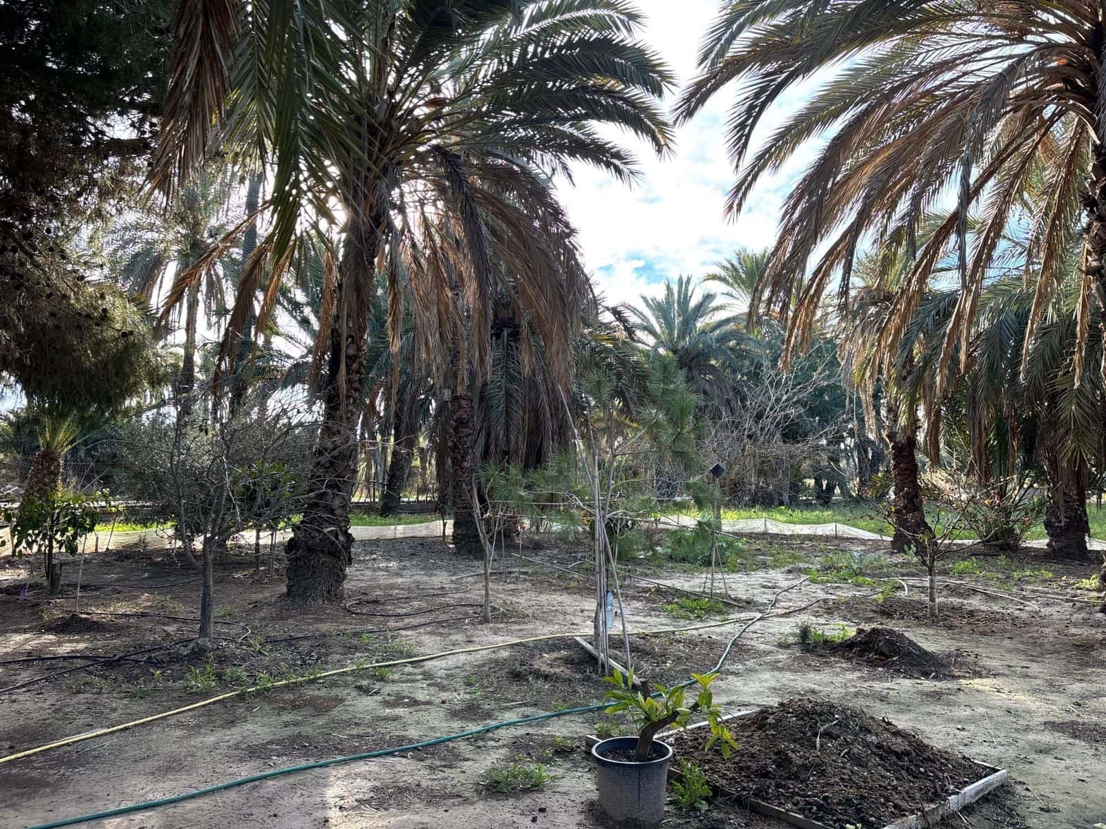 1 slaapkamer Finca/Landhuis te koop in Elche / Elx - € 126.000 (Ref: 9555235)