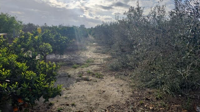 Finca/Country House for sale in Elche / Elx - € 65,000 (Ref: 9694856)