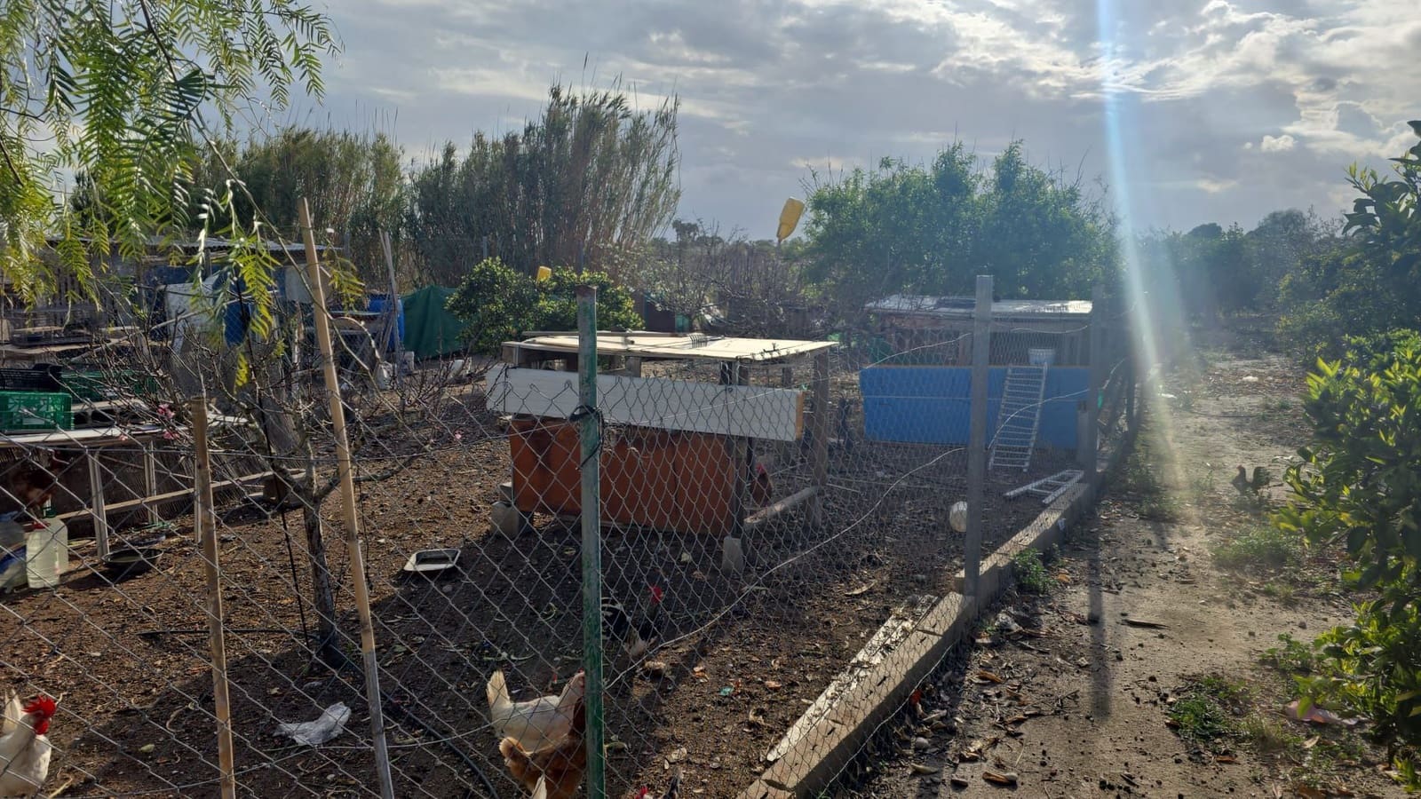 Finca/Country House for sale in Elche / Elx - € 65,000 (Ref: 9694856)