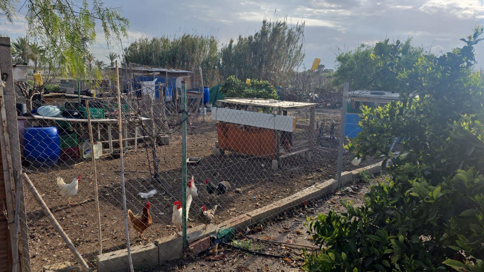 Finca/Country House for sale in Elche / Elx - € 65,000 (Ref: 9694856)