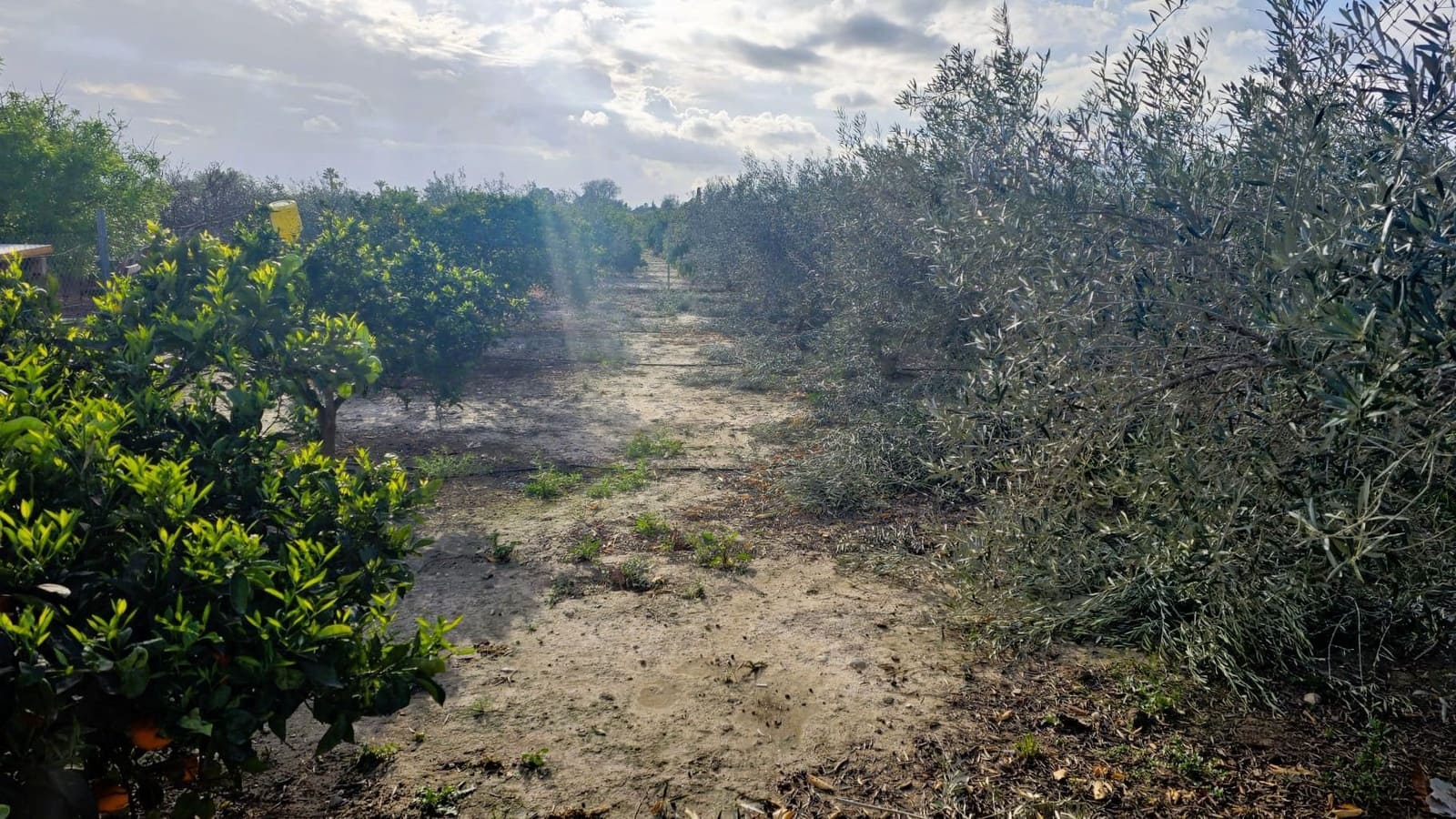 Finca/Country House for sale in Elche / Elx - € 65,000 (Ref: 9694856)