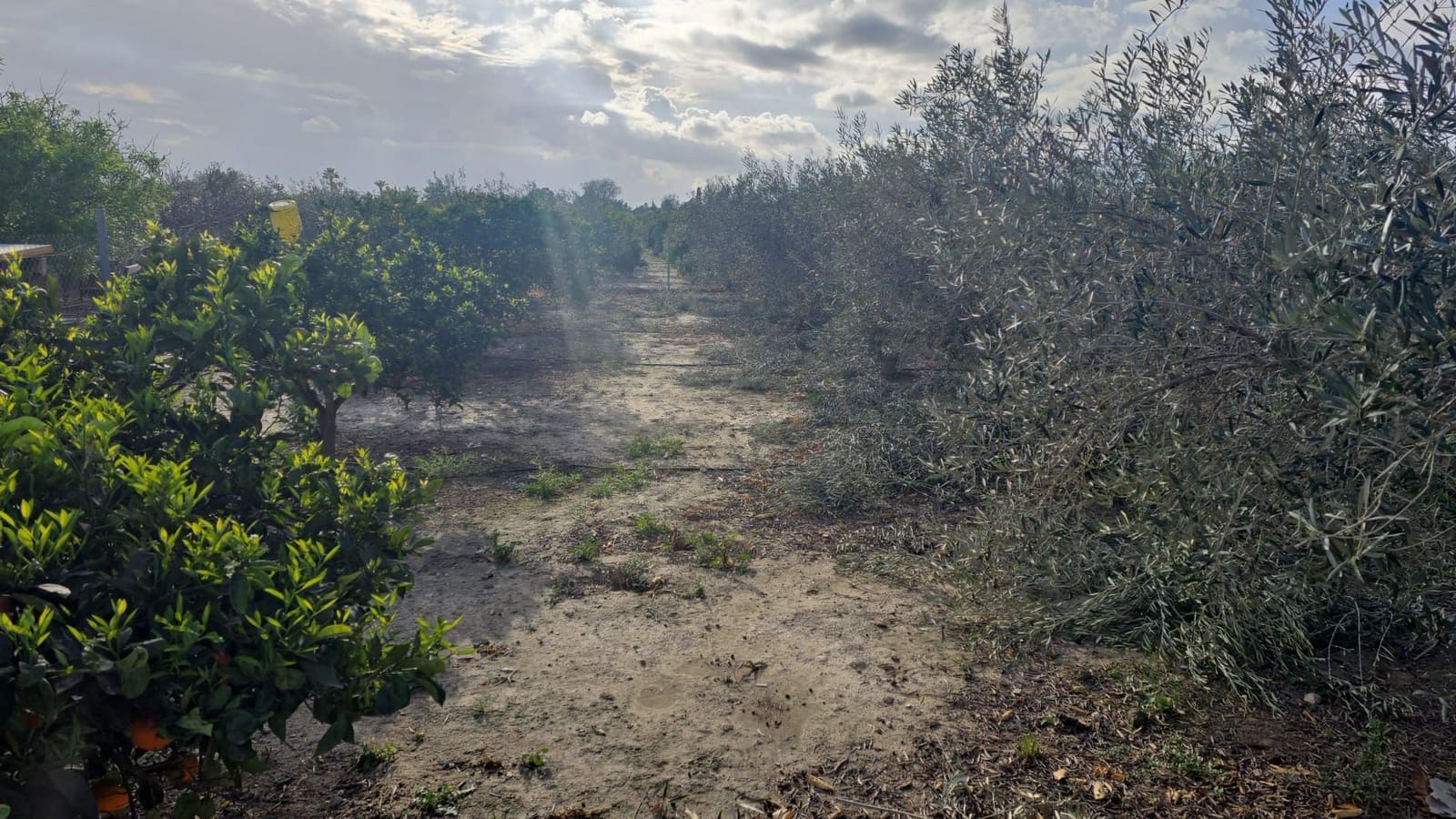 Finca/Country House for sale in Elche / Elx - € 65,000 (Ref: 9694856)