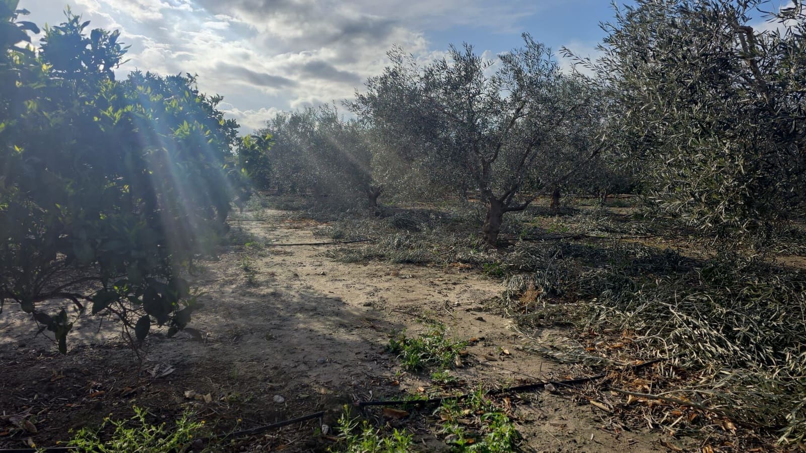 Finca/Country House for sale in Elche / Elx - € 65,000 (Ref: 9694856)