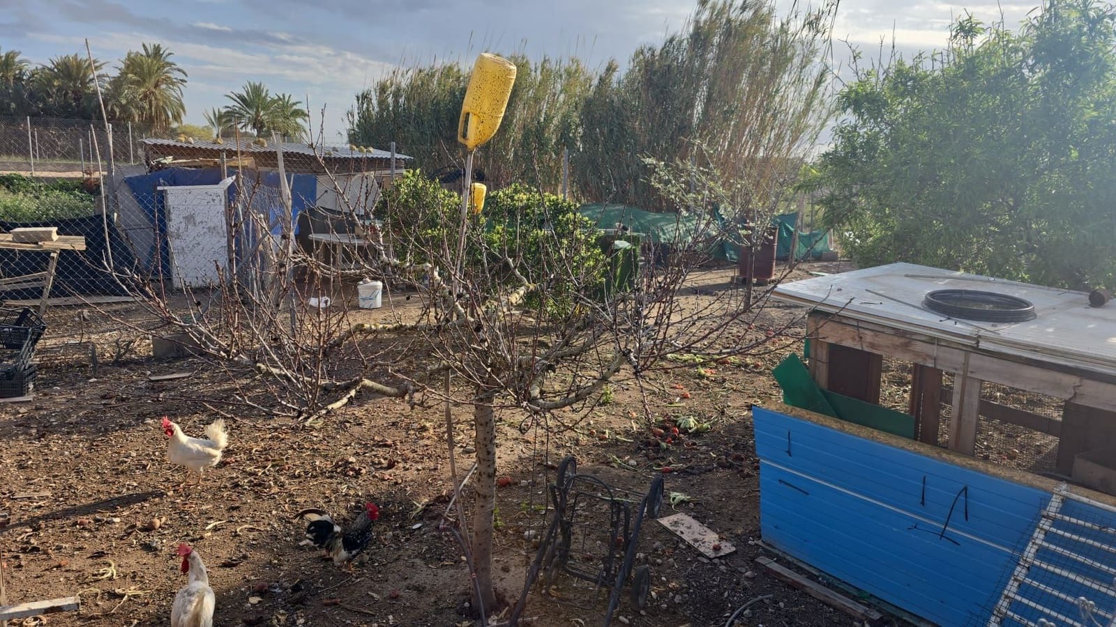 Finca/Country House for sale in Elche / Elx - € 65,000 (Ref: 9694856)