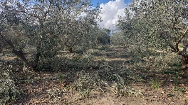 Finca/Country House for sale in Elche / Elx - € 65,000 (Ref: 9694856)