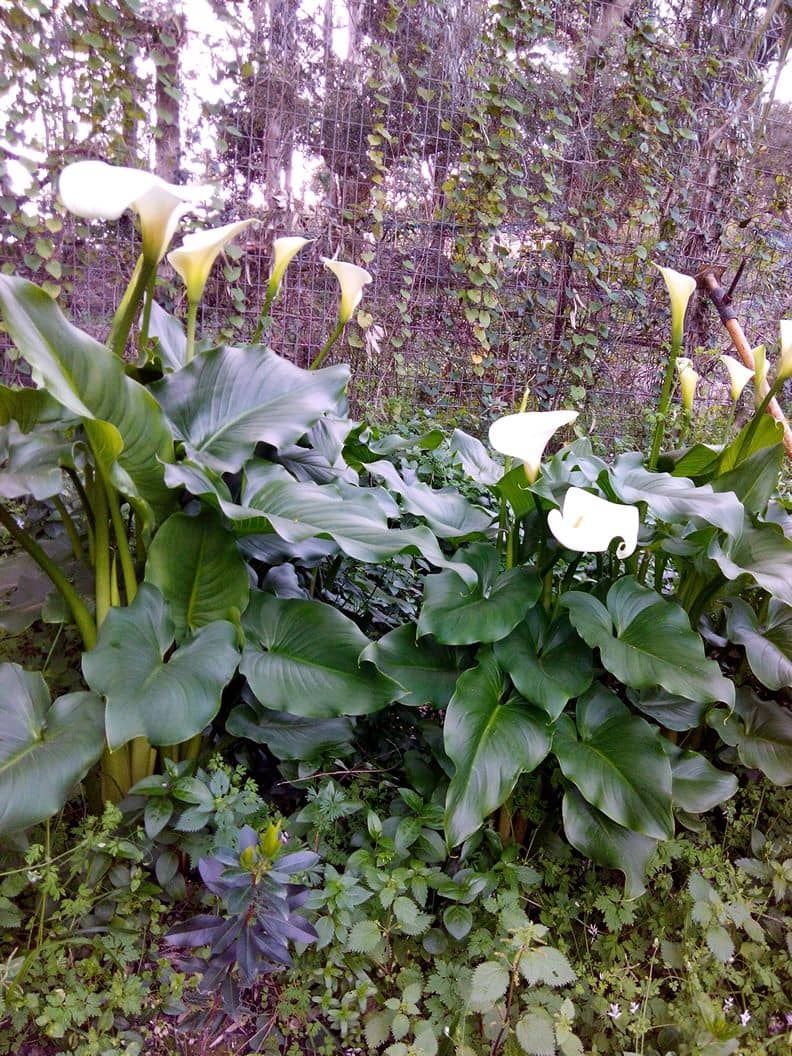 4 Zimmer Finca/Landgut zu verkaufen in Tarifa - 275.000 € (Ref: 8977093)