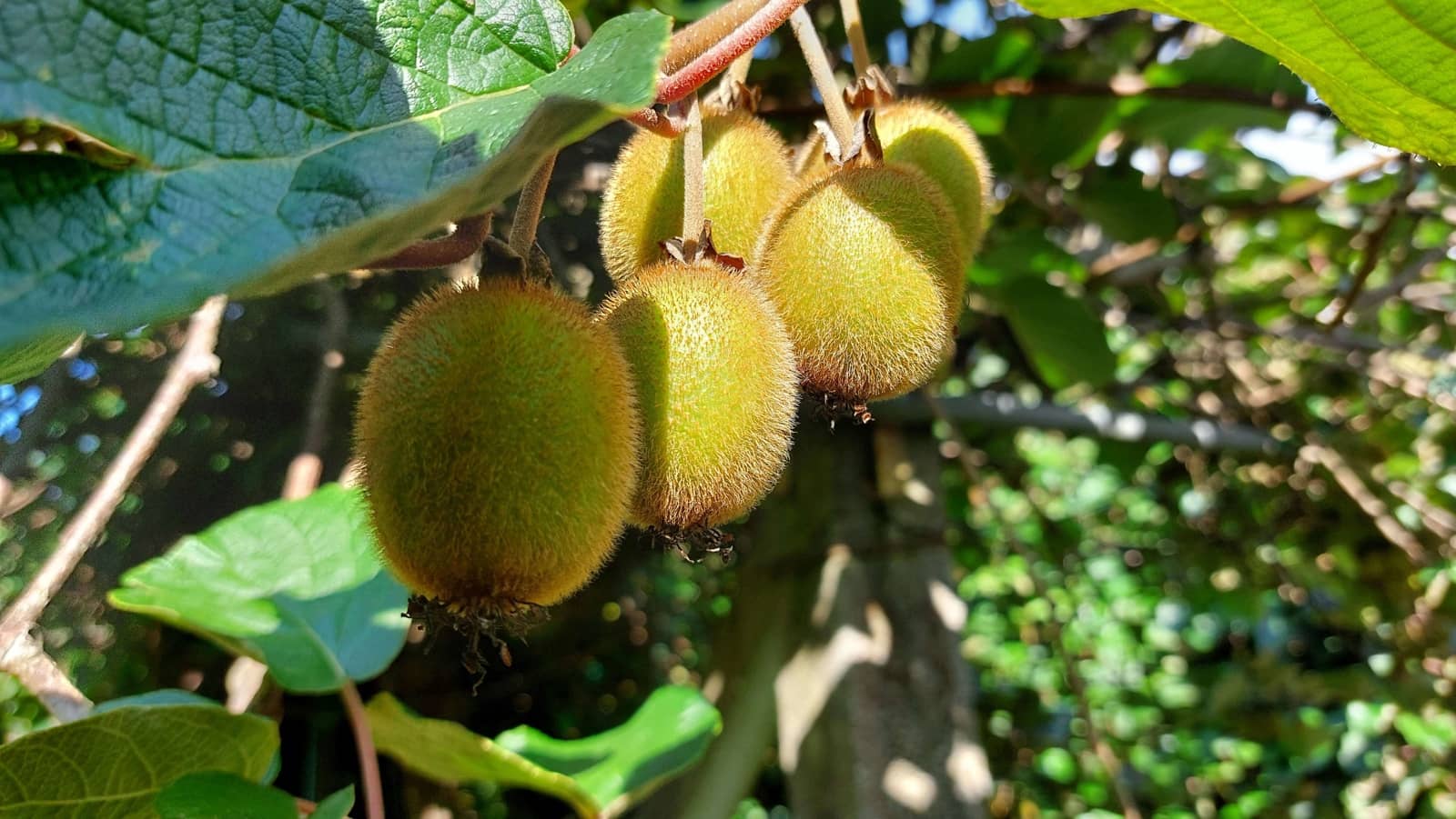 6 soveværelse Finca/Landehus til salg i Irixoa med garage - € 299.900 (Ref: 8986376)