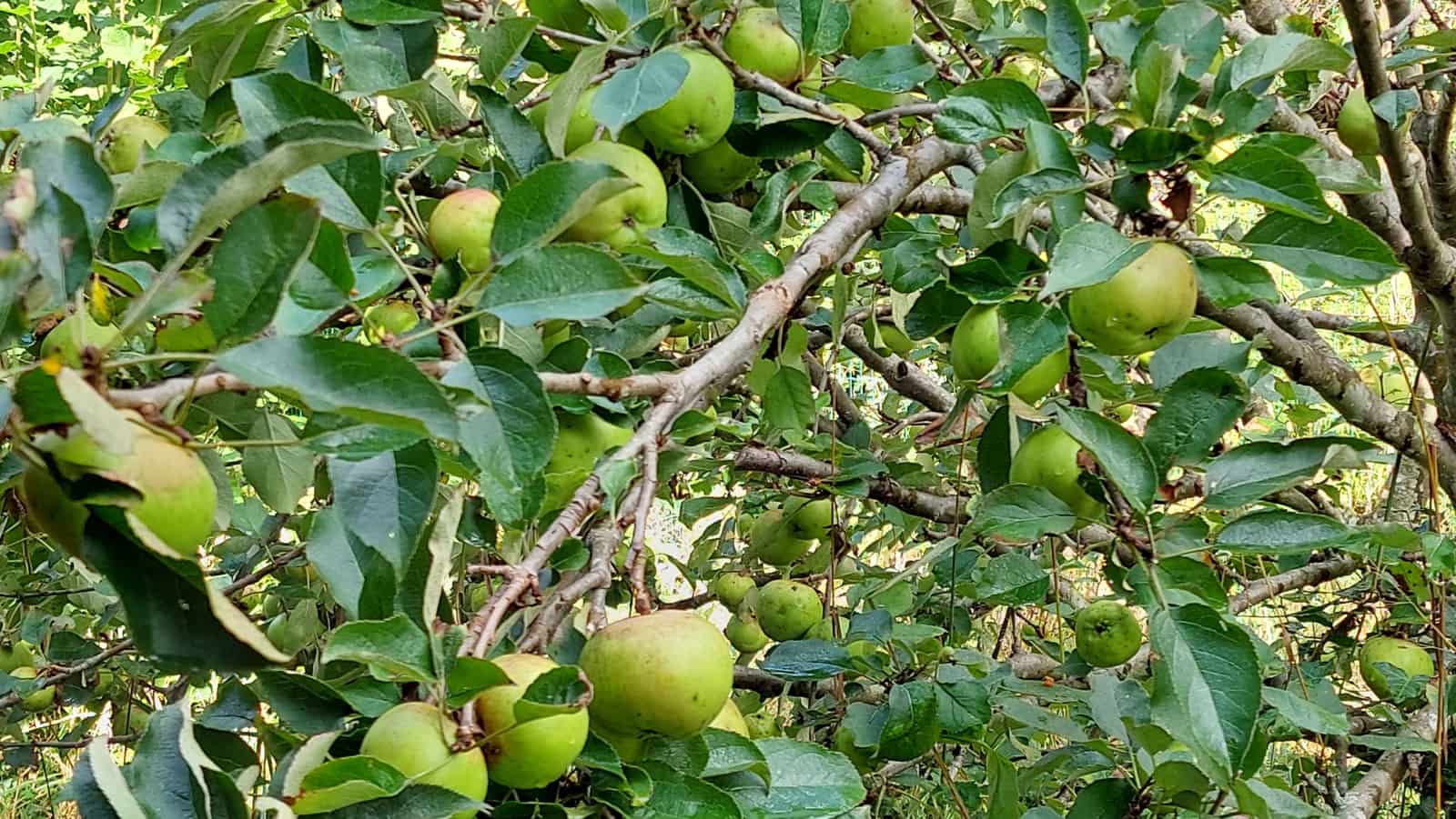 6 soveværelse Finca/Landehus til salg i Irixoa med garage - € 299.900 (Ref: 8986376)