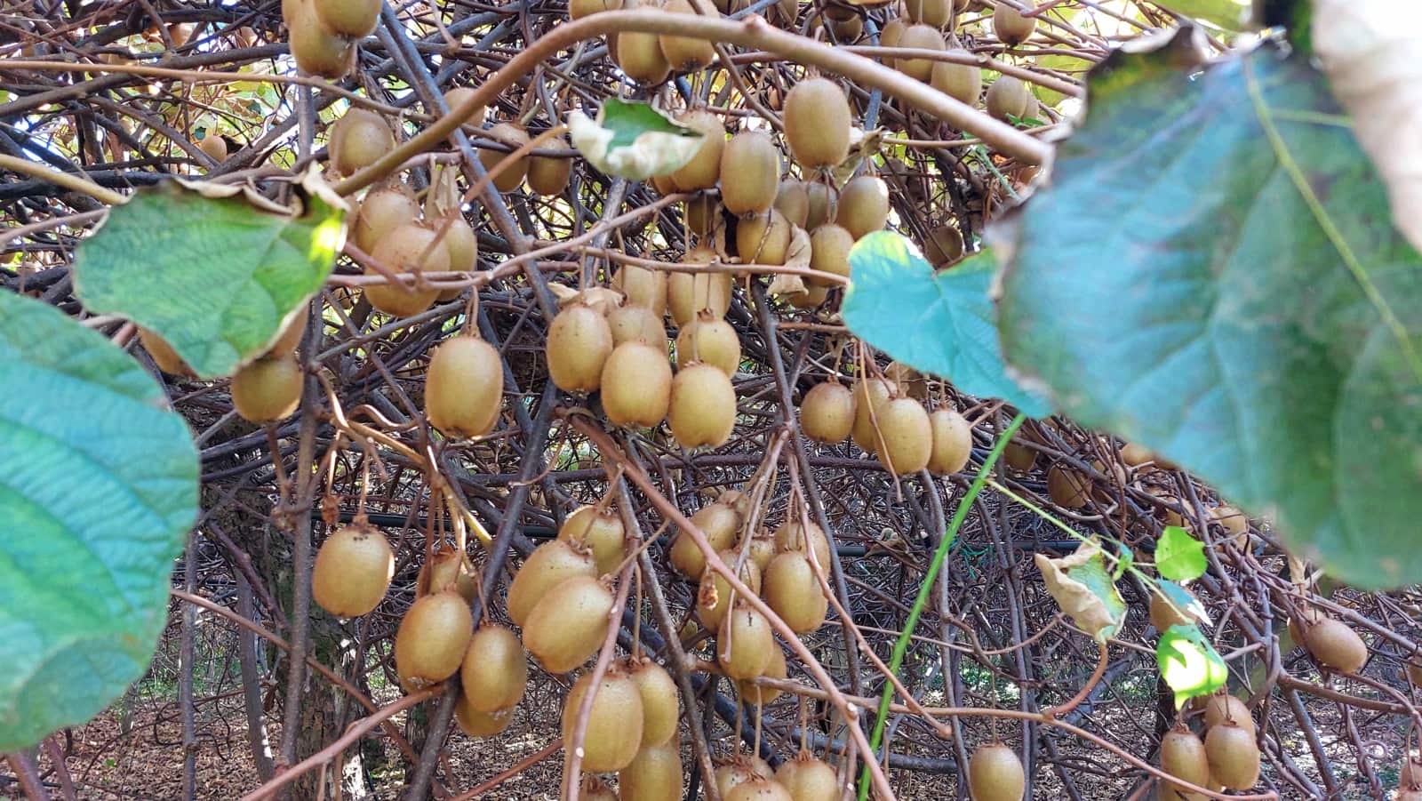 6 soveværelse Finca/Landehus til salg i Irixoa med garage - € 299.900 (Ref: 8986376)