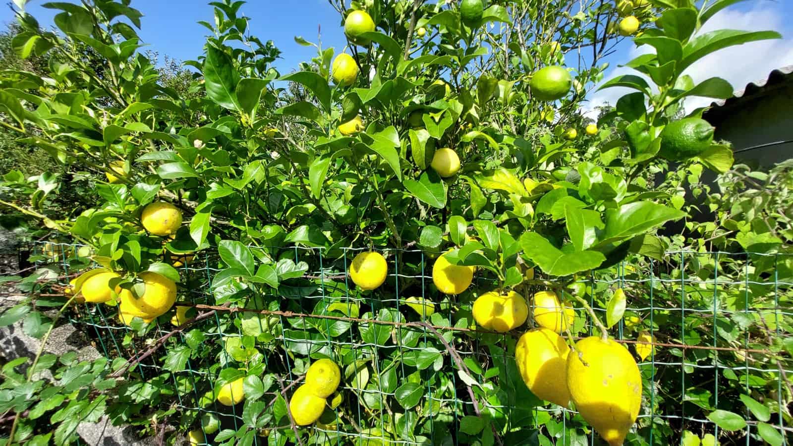 6 soveværelse Finca/Landehus til salg i Irixoa med garage - € 299.900 (Ref: 8986376)