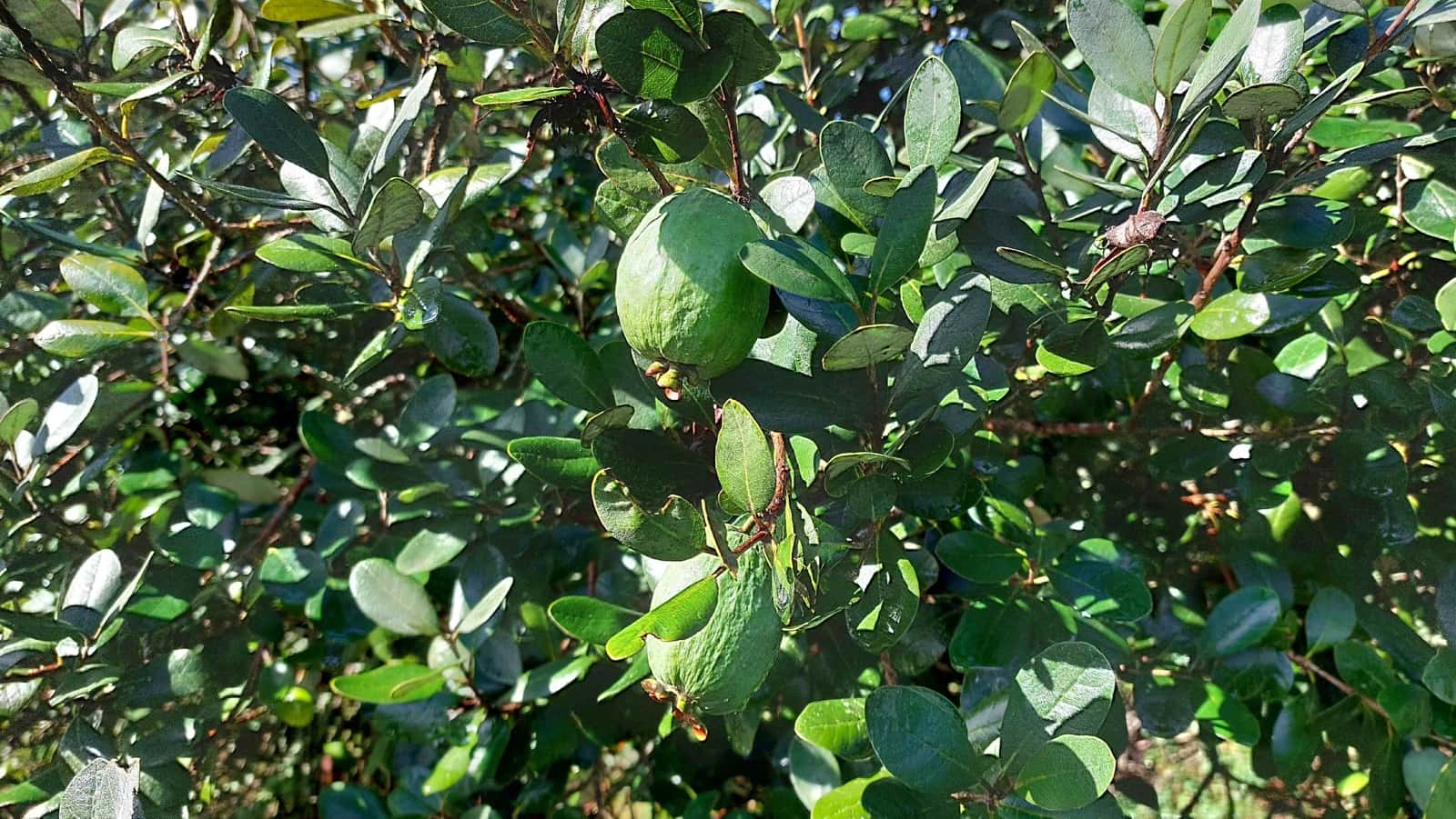 6 soveværelse Finca/Landehus til salg i Irixoa med garage - € 299.900 (Ref: 8986376)