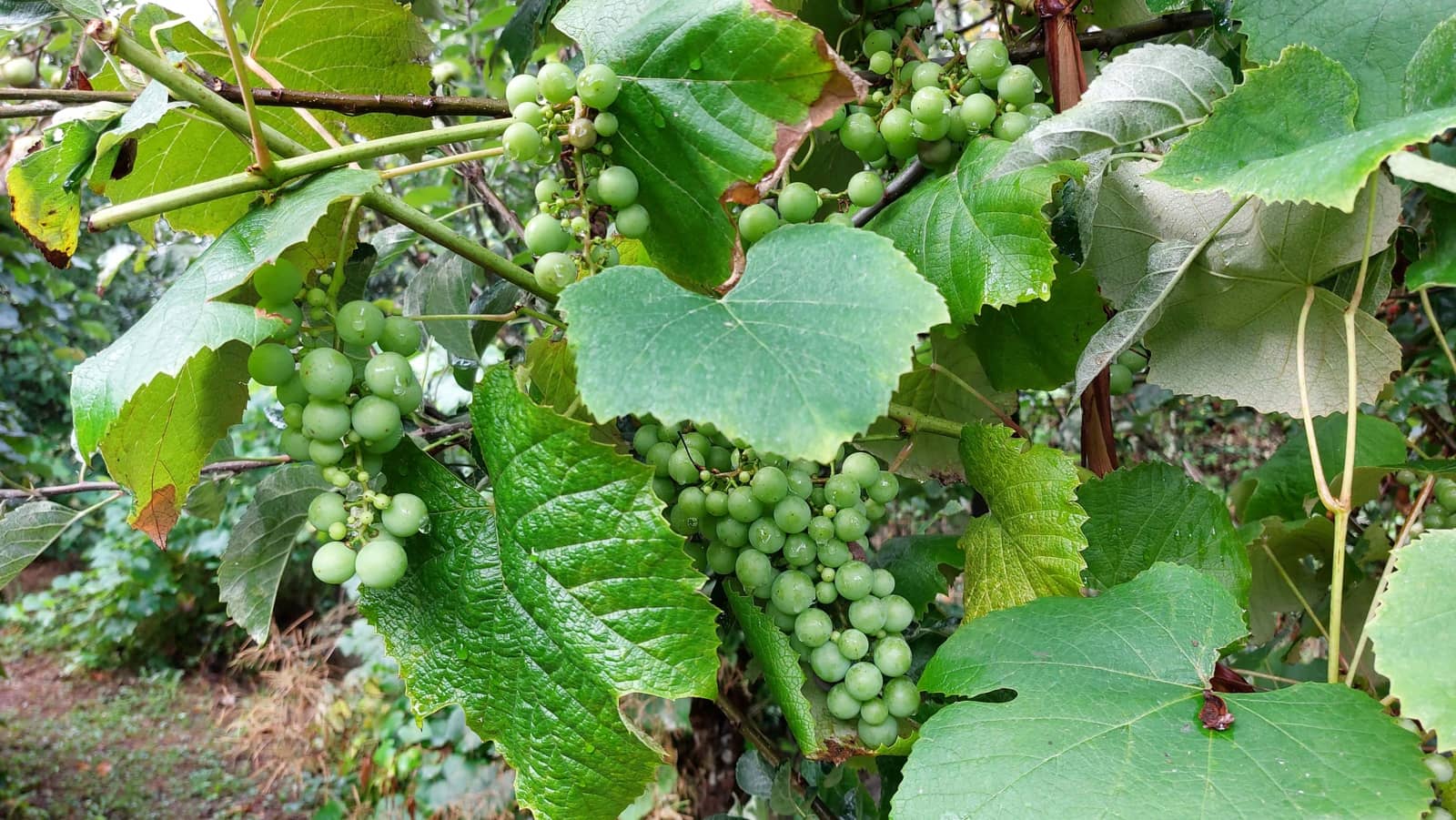 6 soveværelse Finca/Landehus til salg i Irixoa med garage - € 299.900 (Ref: 8986376)