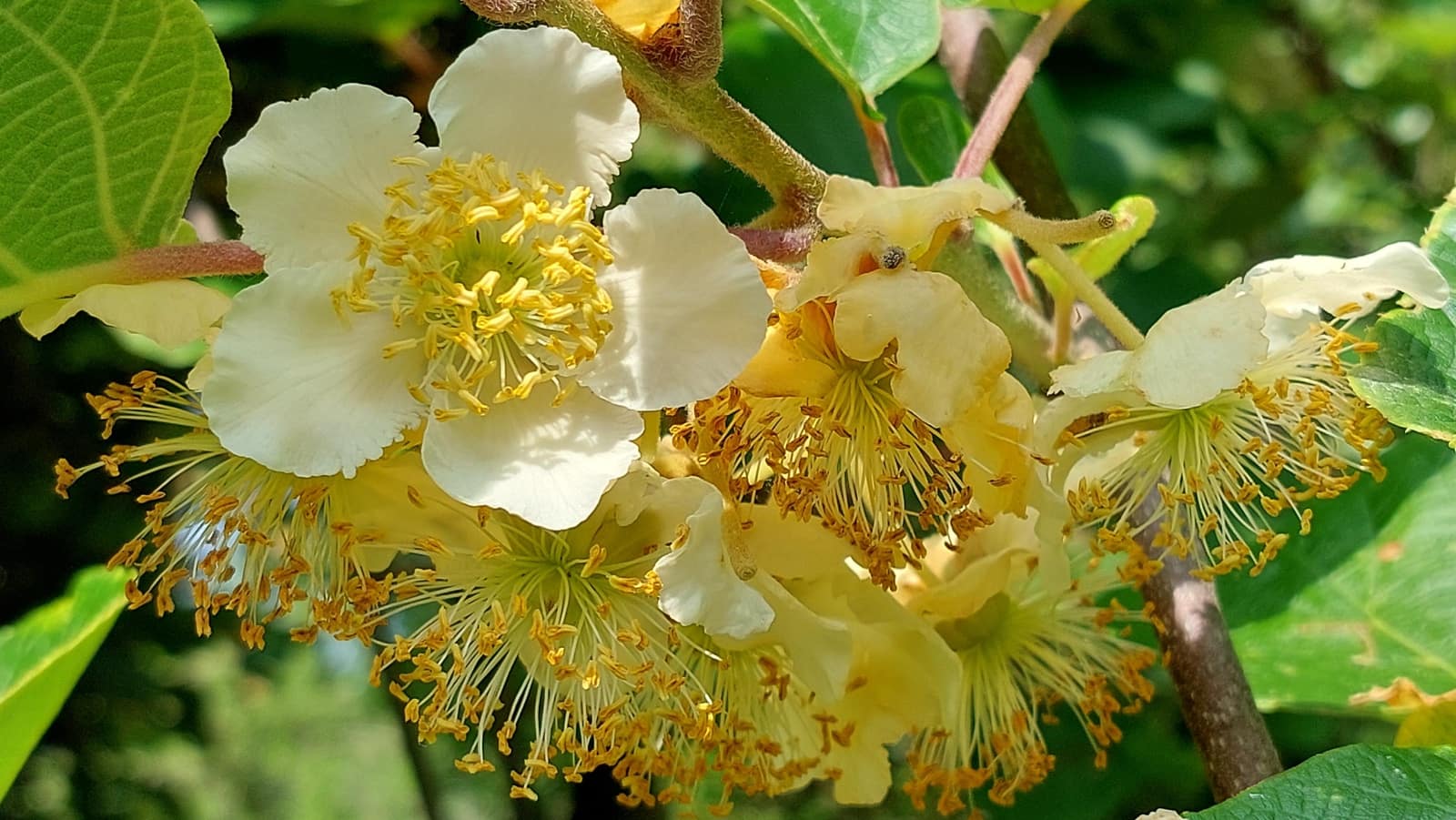 Finca/Casa Rural de 6 habitaciones en Irixoa en venta con garaje - 299.900 € (Ref: 8986376)