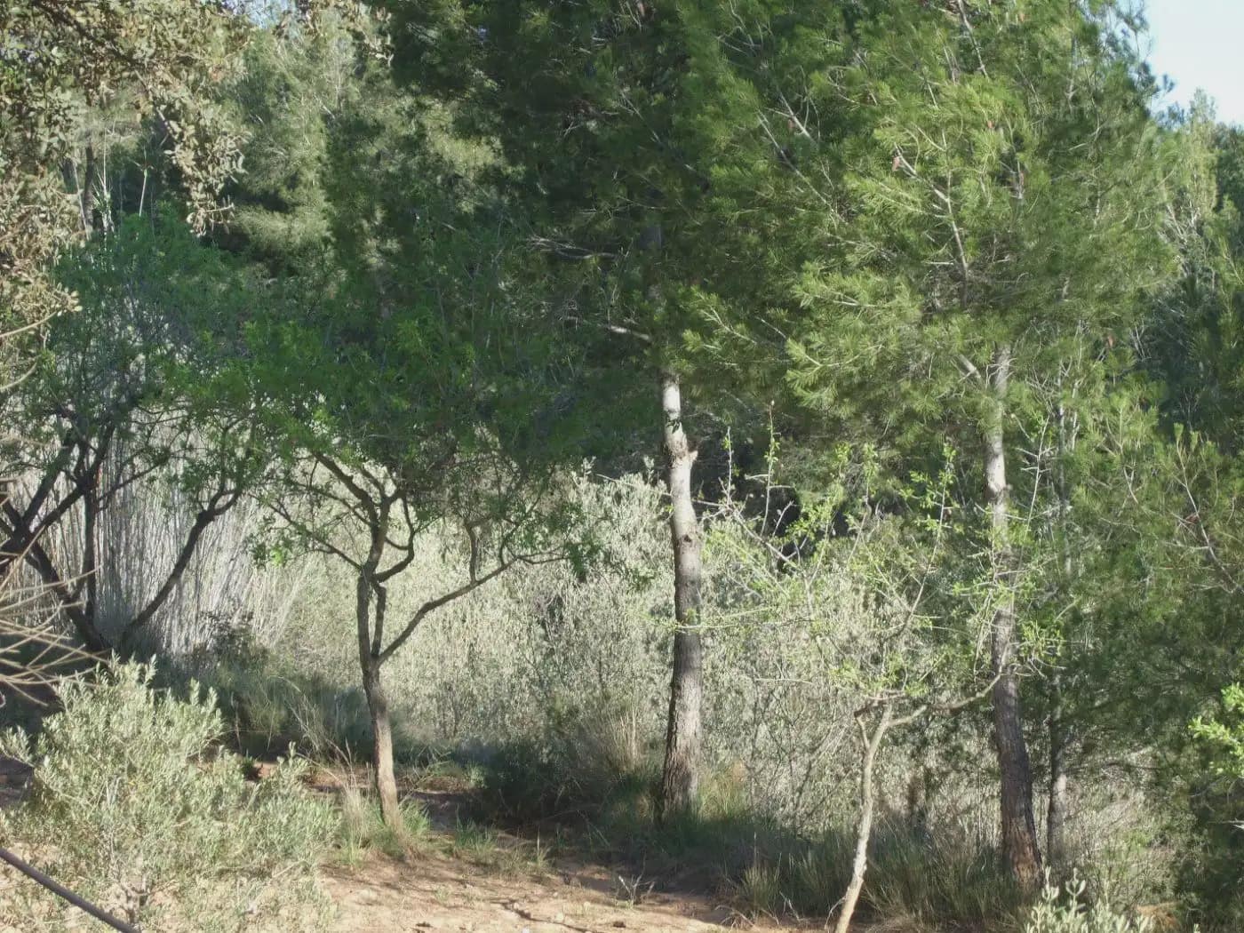 Terreno/Finca Rústica en Castellbisbal en venta - 99.000 € (Ref: 9809061)