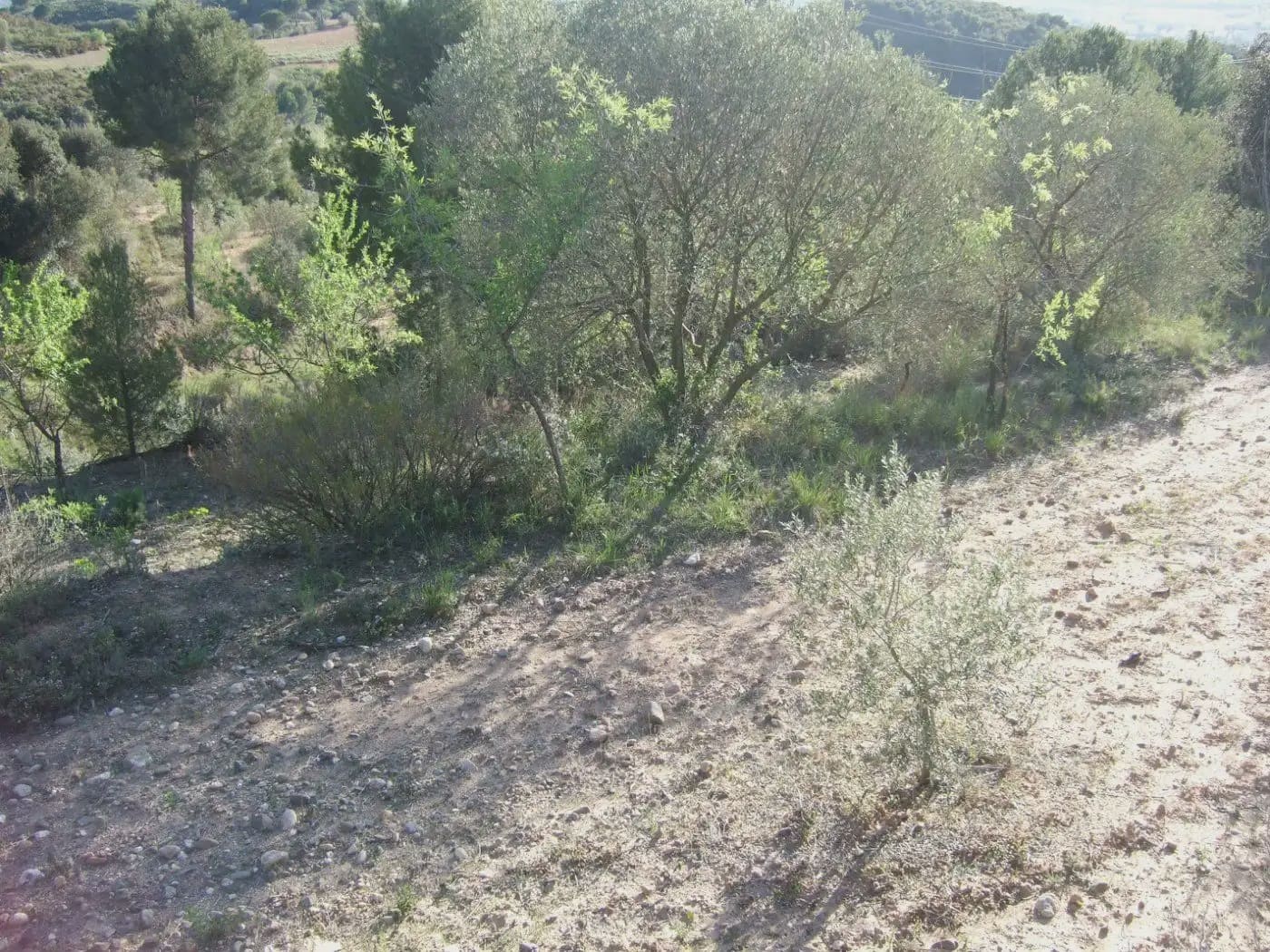Terreno/Finca Rústica en Castellbisbal en venta - 99.000 € (Ref: 9809061)