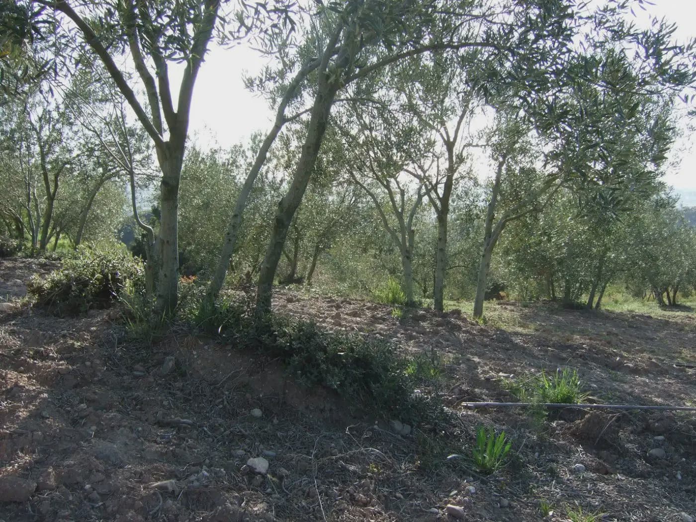 Terreno/Finca Rústica en Castellbisbal en venta - 99.000 € (Ref: 9809061)