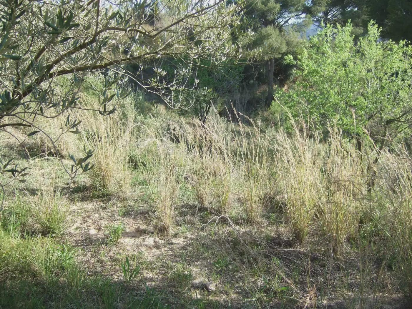 Terreno/Finca Rústica en Castellbisbal en venta - 99.000 € (Ref: 9809061)