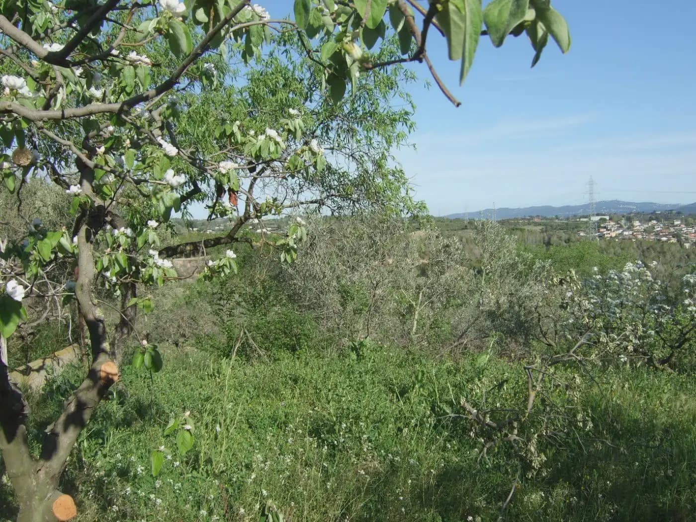 Terreno/Finca Rústica en Castellbisbal en venta - 99.000 € (Ref: 9809061)