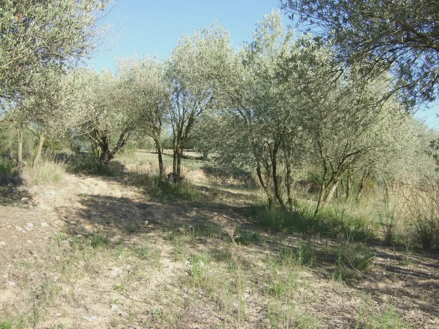 Terreno/Finca Rústica en Castellbisbal en venta - 99.000 € (Ref: 9809061)