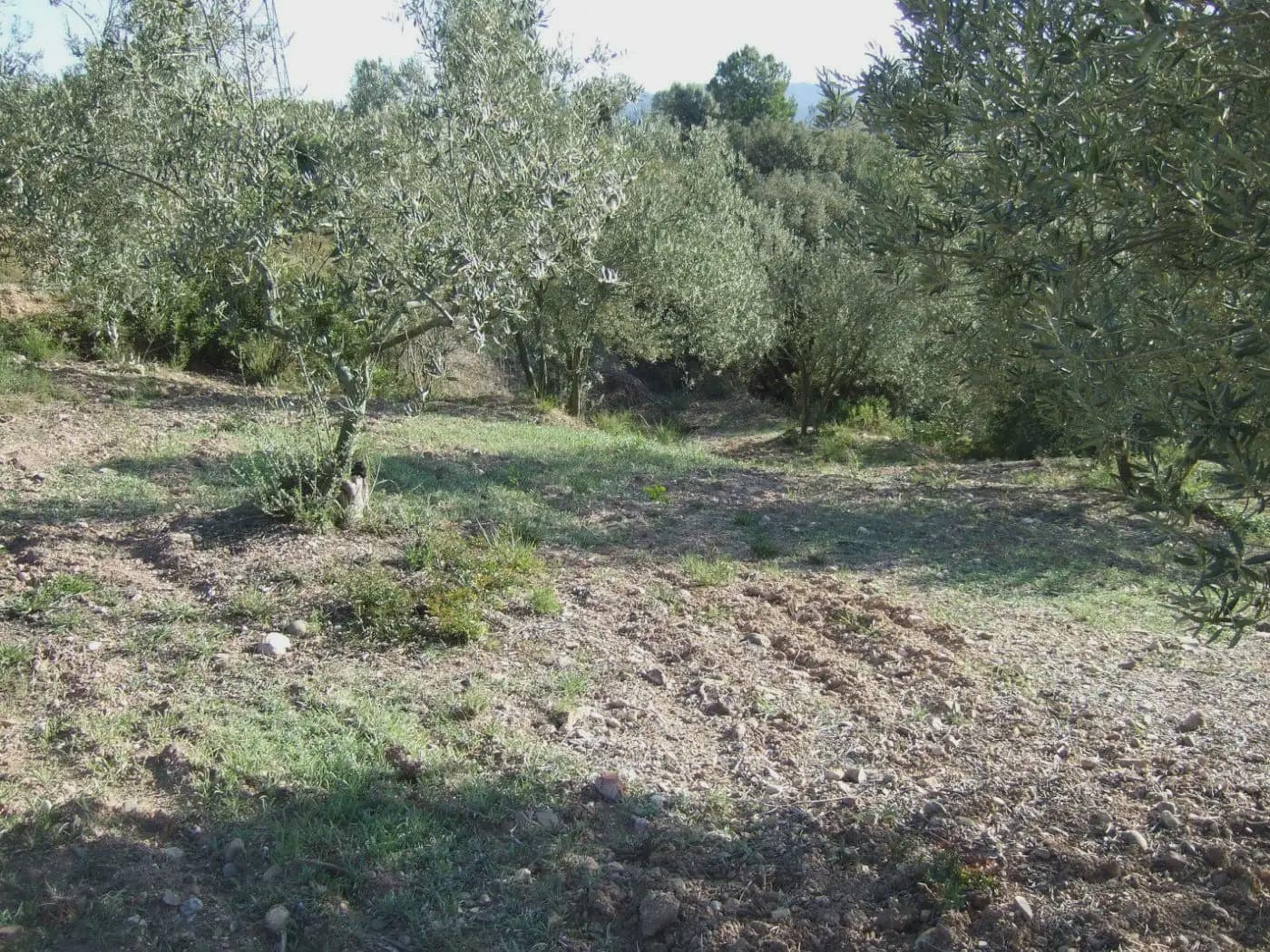 Terreno/Finca Rústica en Castellbisbal en venta - 99.000 € (Ref: 9809061)