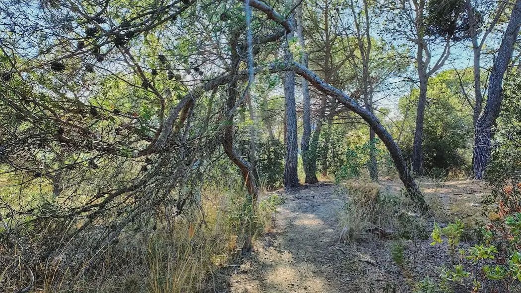 Byggegrund til salg i Castellar del Valles - € 157.000 (Ref: 9809073)