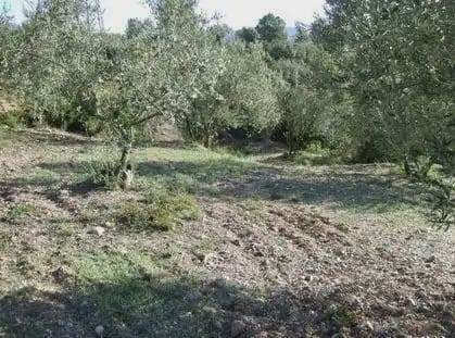 Byggegrund til salg i Castellbisbal - € 79.000 (Ref: 9809076)