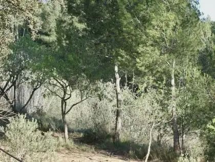 Byggegrund til salg i Castellbisbal - € 79.000 (Ref: 9809076)