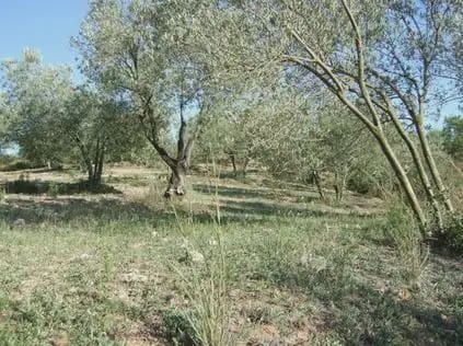 Byggegrund til salg i Castellbisbal - € 79.000 (Ref: 9809076)