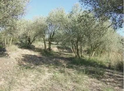 Byggegrund til salg i Castellbisbal - € 79.000 (Ref: 9809076)