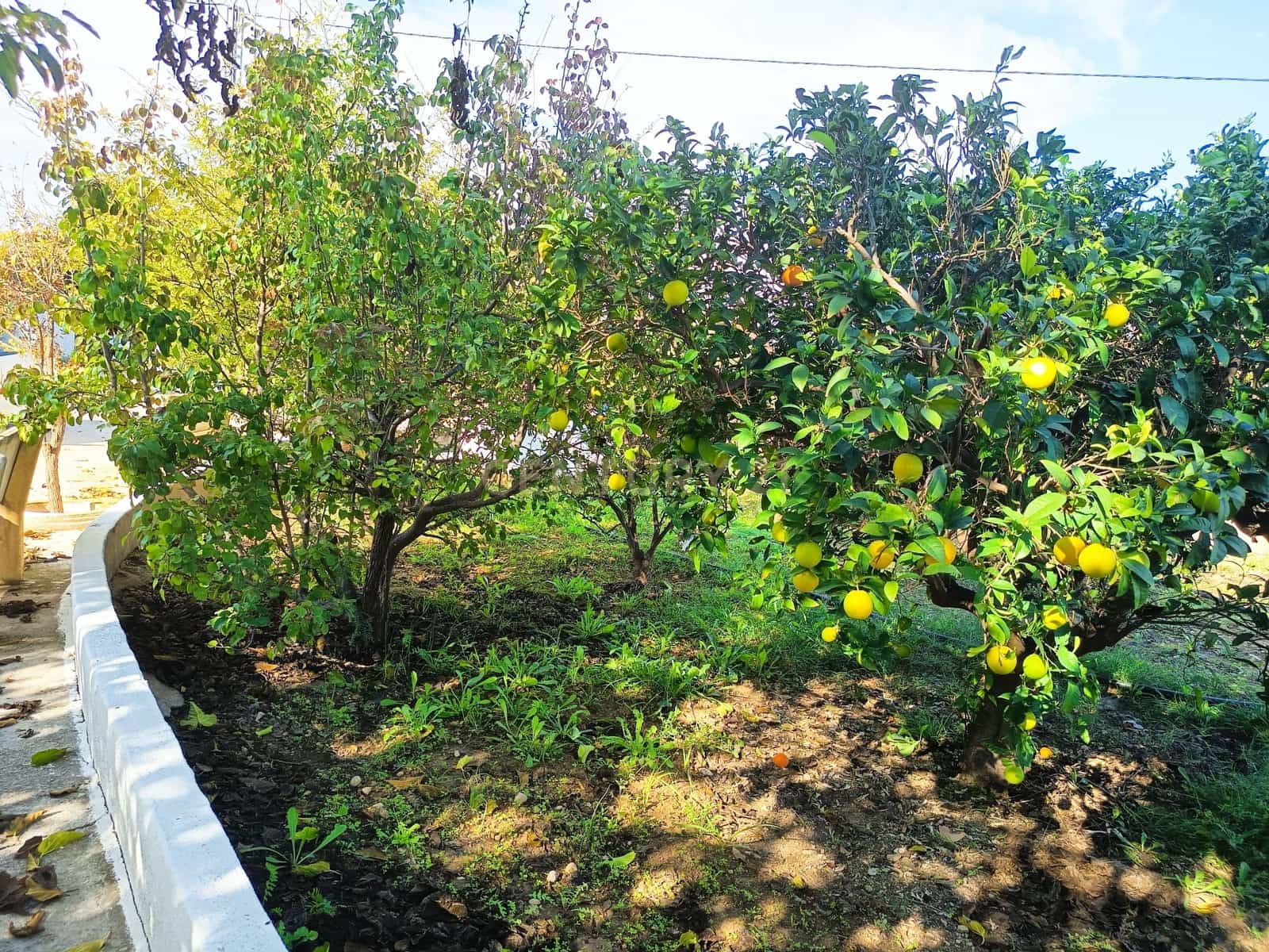 Finca/Casa di Campagna in vendita in Aspe - 305.000 € (Rif: 9592280)