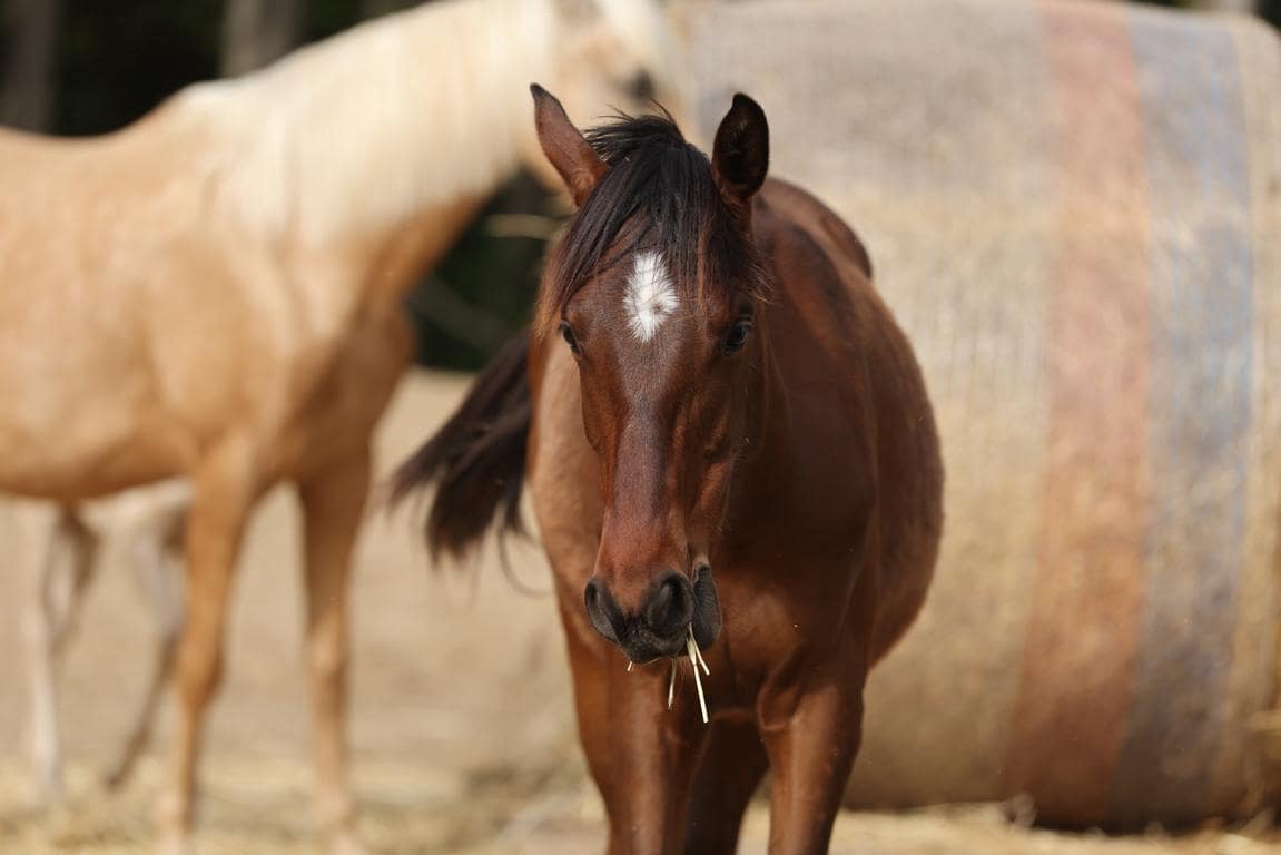 Finca/Landhuis te koop in Castello d'Empuries met garage - € 395.000 (Ref: 9175546)