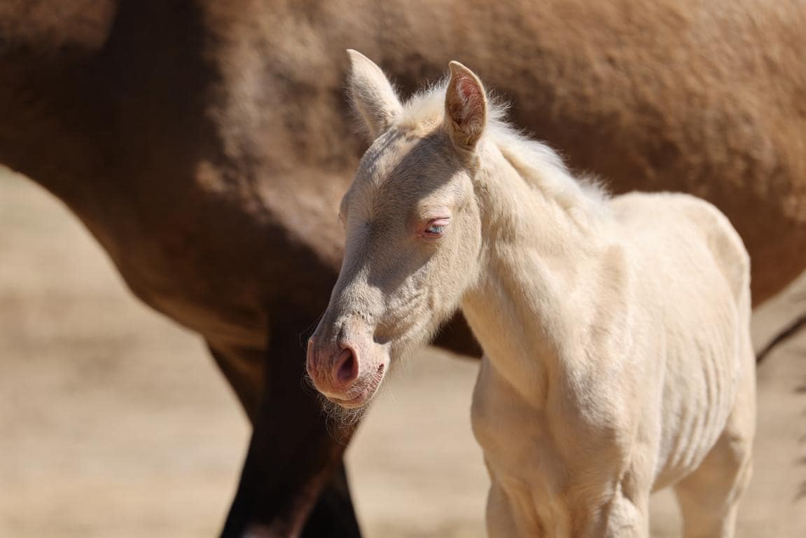 Finca/Landhuis te koop in Castello d'Empuries met garage - € 395.000 (Ref: 9175546)