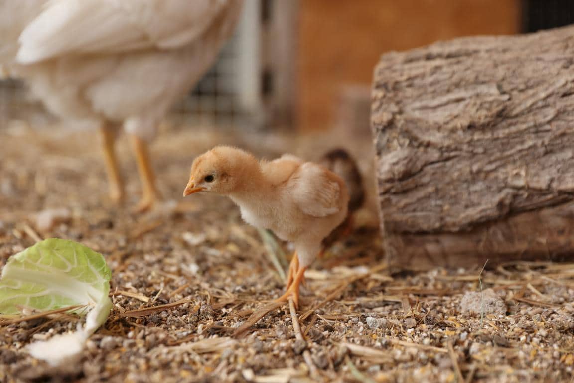 Finca/Landhuis te koop in Castello d'Empuries met garage - € 395.000 (Ref: 9175546)