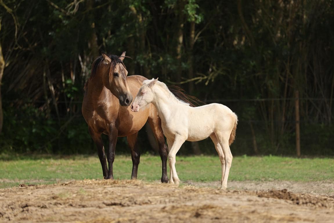 Finca/Landhuis te koop in Castello d'Empuries met garage - € 395.000 (Ref: 9175546)
