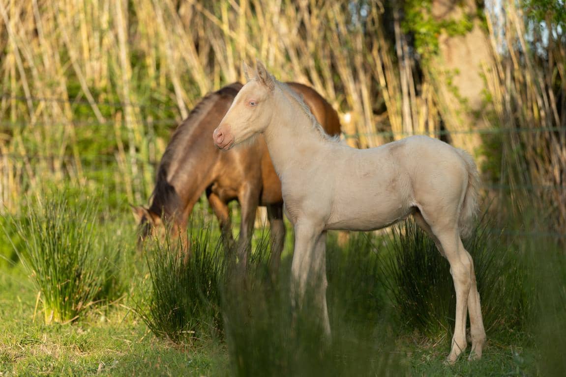 Finca/Landhuis te koop in Castello d'Empuries met garage - € 395.000 (Ref: 9175546)