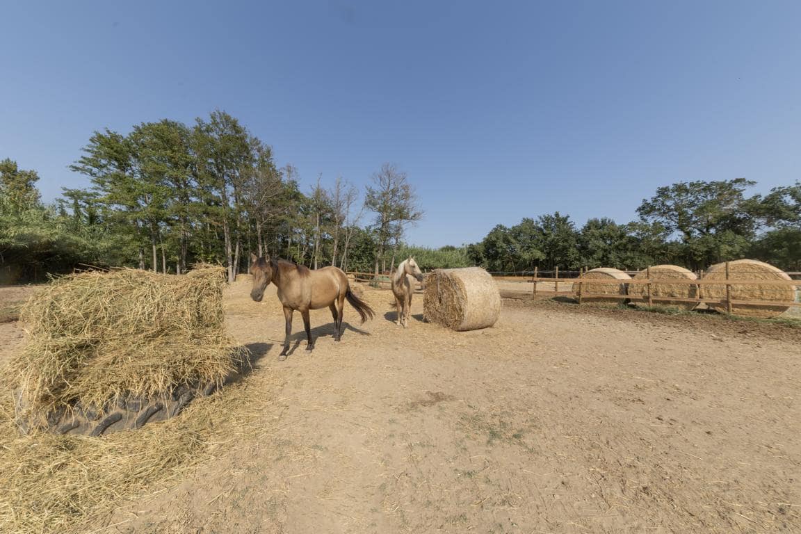 Finca/Landhuis te koop in Castello d'Empuries met garage - € 395.000 (Ref: 9175546)