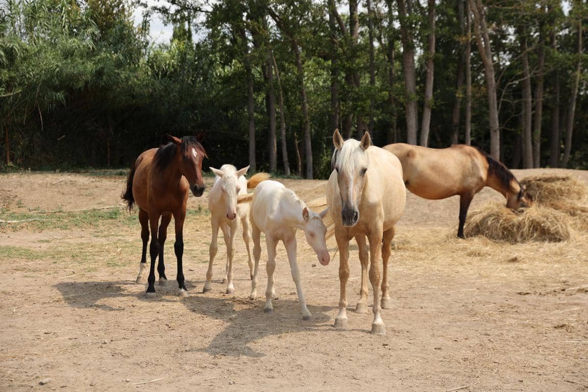 Finca/Landhuis te koop in Castello d'Empuries met garage - € 395.000 (Ref: 9175546)